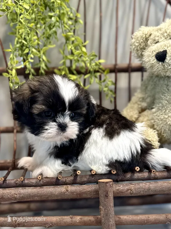 AKC Simon – Shih Tzu puppy for sale in Beach City, OH