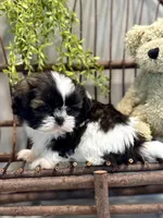 AKC Simon, a male Shih Tzu for sale in Beach City, OH – Photo 1 of 10