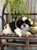 AKC Simon, a male Shih Tzu for sale in Beach City, OH – Photo 9 of 10