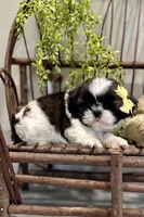 AKC Simon, a male Shih Tzu for sale in Beach City, OH – Photo 4 of 10
