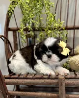 AKC Simon, a male Shih Tzu for sale in Beach City, OH – Photo 5 of 10