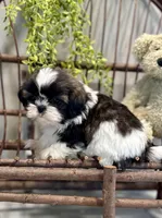 AKC Simon, a male Shih Tzu for sale in Beach City, OH – Photo 3 of 10