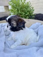 AKC Leo, a male Shih Tzu for sale in Beach City, OH – 8 of 10