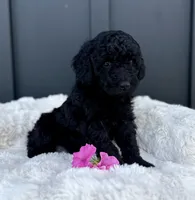 Sawyer , a male Miniature Goldendoodle for sale in Beach City, OH – 4 of 10