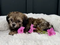 Alaina, a female Bichon Frise and Shih Tzu for sale in Beach City, OH – 4 of 10