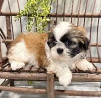 AKC Dallas, a male Shih Tzu for sale in Beach City, OH – 5 of 9