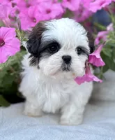 AKC Dixie, a female Shih Tzu for sale in Beach City, OH – 3 of 10