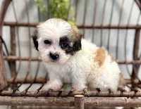Nancy, a female Bichon Frise and Shih Tzu for sale in Beach City, OH – 2 of 10