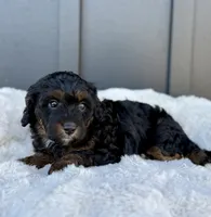 ROXY, a male Cavapoo for sale in Beach City, OH – 4 of 9