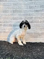 Remi, a female Cavapoo for sale in Beach City, OH – Photo 6 of 9