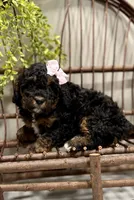 Remi, a female Cavapoo for sale in Beach City, OH – Photo 9 of 9