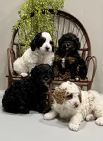 Remi, a female Cavapoo for sale in Beach City, OH – Photo 8 of 9