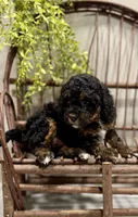 Remi, a female Cavapoo for sale in Beach City, OH – Photo 3 of 9