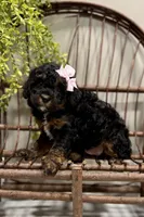 Remi, a female Cavapoo for sale in Beach City, OH – Photo 2 of 9