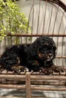 Remi, a female Cavapoo for sale in Beach City, OH – Photo 4 of 9