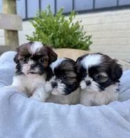 AKC Lyla, a female Shih Tzu for sale in Beach City, OH – 10 of 10