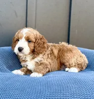ROWEN, a male Cavapoo for sale in Beach City, OH – 2 of 10