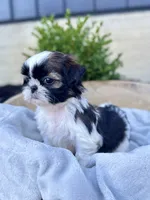 AKC Lyla, a female Shih Tzu for sale in Beach City, OH – 5 of 10