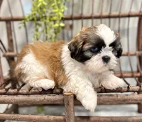 AKC Dallas, a male Shih Tzu for sale in Beach City, OH – 2 of 9