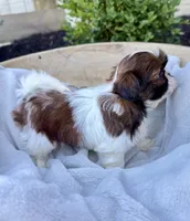 AKC Letti, a female Shih Tzu for sale in Beach City, OH – 8 of 10