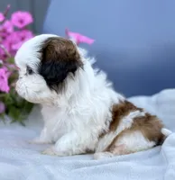 AKC Dixie, a female Shih Tzu for sale in Beach City, OH – 6 of 10