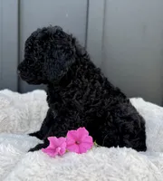 Sammy, a male Miniature Goldendoodle for sale in Beach City, OH – 6 of 9