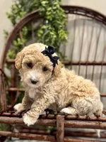 Ozzy, a male Miniature Goldendoodle for sale in Beach City, OH – Photo 1 of 10