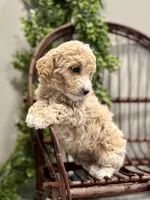 Ozzy, a male Miniature Goldendoodle for sale in Beach City, OH – Photo 7 of 10