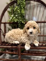 Ozzy, a male Miniature Goldendoodle for sale in Beach City, OH – Photo 3 of 10