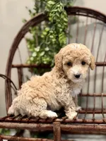 Ozzy, a male Miniature Goldendoodle for sale in Beach City, OH – Photo 6 of 10