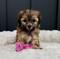 Olivia, a female Bichon Frise and Shih Tzu for sale in Beach City, OH – 3 of 9