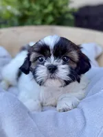 AKC Leo, a male Shih Tzu for sale in Beach City, OH – 5 of 10
