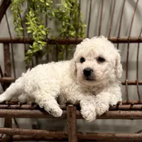 ACA Maverick, a male Bichon Frise for sale in Beach City, OH – Photo 6 of 10