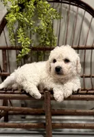 ACA Maverick, a male Bichon Frise for sale in Beach City, OH – Photo 6 of 10