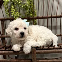 ACA Maverick, a male Bichon Frise for sale in Beach City, OH – Photo 3 of 10