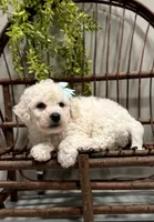 ACA Maverick, a male Bichon Frise for sale in Beach City, OH – Photo 3 of 10