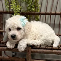 ACA Maverick, a male Bichon Frise for sale in Beach City, OH – Photo 2 of 10