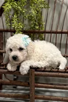 ACA Maverick, a male Bichon Frise for sale in Beach City, OH – Photo 2 of 10