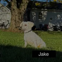 ACA Maverick, a male Bichon Frise for sale in Beach City, OH – Photo 10 of 10