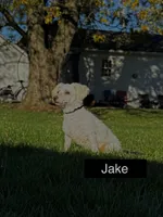 ACA Maverick, a male Bichon Frise for sale in Beach City, OH – Photo 10 of 10