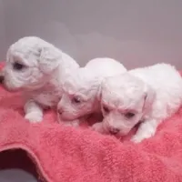 ACA Maverick, a male Bichon Frise for sale in Beach City, OH – Photo 9 of 10