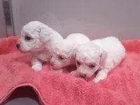 ACA Maverick, a male Bichon Frise for sale in Beach City, OH – Photo 9 of 10