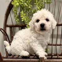 ACA Maverick, a male Bichon Frise for sale in Beach City, OH – Photo 4 of 10