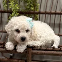 ACA Maverick, a male Bichon Frise for sale in Beach City, OH – Photo 1 of 10