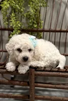 ACA Maverick, a male Bichon Frise for sale in Beach City, OH – Photo 1 of 10