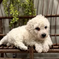 ACA Maverick, a male Bichon Frise for sale in Beach City, OH – Photo 5 of 10