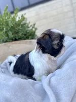 AKC Lyla, a female Shih Tzu for sale in Beach City, OH – 8 of 10