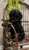 Reo, a male Cavapoo for sale in Beach City, OH – Photo 7 of 9