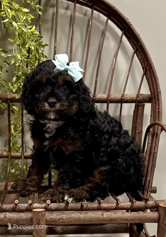 Reo – Cavapoo puppy for sale in Beach City, OH