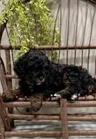 Reo, a male Cavapoo for sale in Beach City, OH – Photo 6 of 9